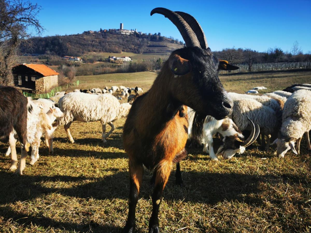 Agriturismo La Margherita San Giorgio Scarampi エクステリア 写真